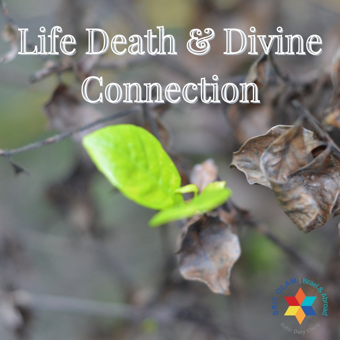 Parshat Nitzavim:<br>Choosing Life Beyond Measure<br>Torah's Spiritual Insights on Life Death and Divine Connection