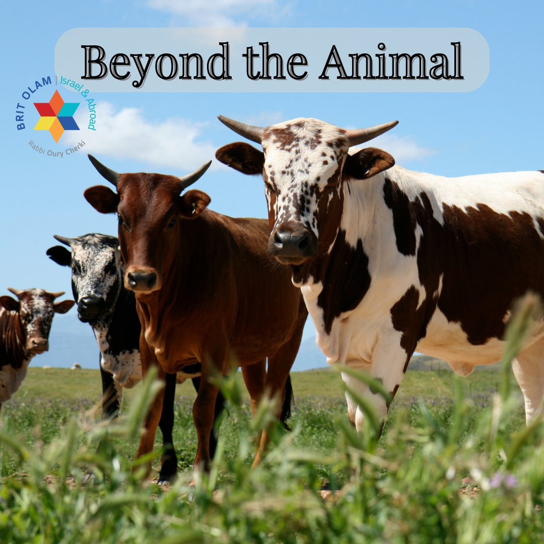 Beyond the Animal<BR>The Shocking Truth About Sacrifices [Vayikra]